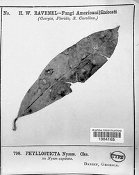 Phyllosticta nyssae image